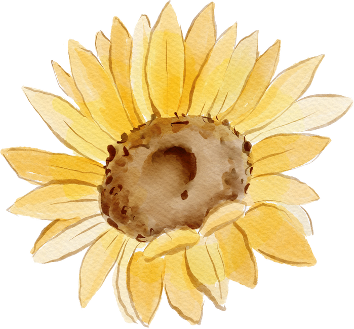 Watercolor Sunflower Illustration